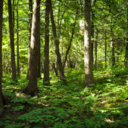Burbalac Trees