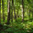 Burbalac Trees