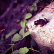 Frog on a rock