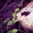 Frog on a rock